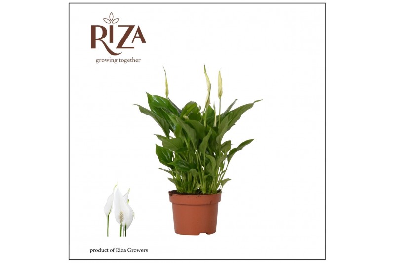Spathiphyllum chopin Spathiphyllum Rondo - 10,5 cm 8 bl. 