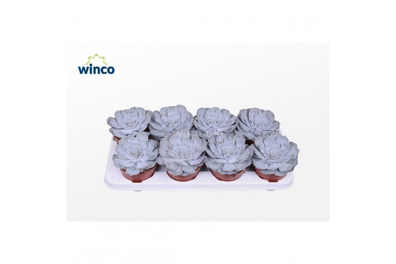 Echeveria lilacina Echeveria Lilacina1 bl. 