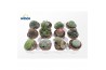 Cactus mix Cactus Mix (exclusive) (12spc.)