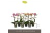 Phalaenopsis mix multiflora Optimost & Exclusivo Mix 2 spike 15 bl. 2 