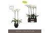Phalaenopsis wit Bijoux Crystal 2 spike in Abruzzo Black Aquo 14 bl. 2