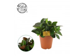 Peperomia clusiifolia red margin Peperomia Clussifolia Red Margin 15cm