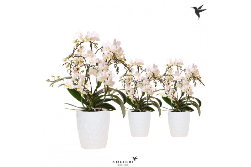 Phalaenopsis multiflora wit Kolibri Orchids Phalaenopsis Botanic 4 spi 