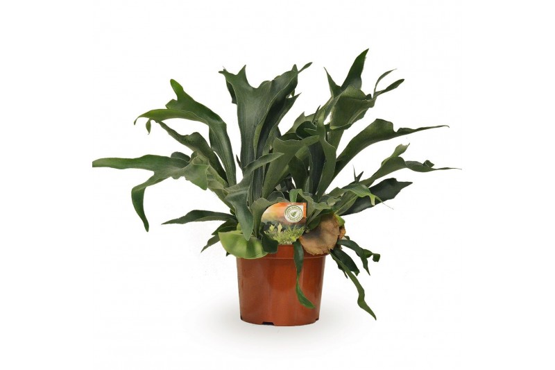 Platycerium bifurcatum Platycerium bifurcatum1 pp 