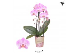 Phalaenopsis elegant cascade Kolibri Orchids Cascade Niagara Fall Jill