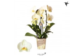 Phalaenopsis elegant cascade Kolibri Orchids Cascade Niagara Fall yell