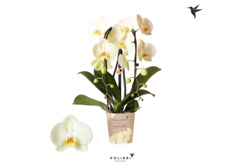 Phalaenopsis elegant cascade Kolibri Orchids Cascade Niagara Fall yell 