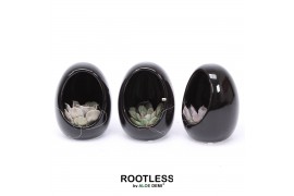 Arrangementen succulenten ROOTLESS Echeveria, Egg black1 pp