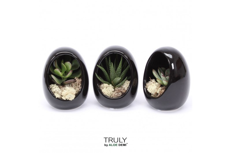 Arrangementen succulenten TRULY Succulent, Egg Black1 pp 