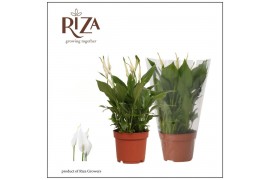 Spathiphyllum bellini 8+ - Blanco Hoes