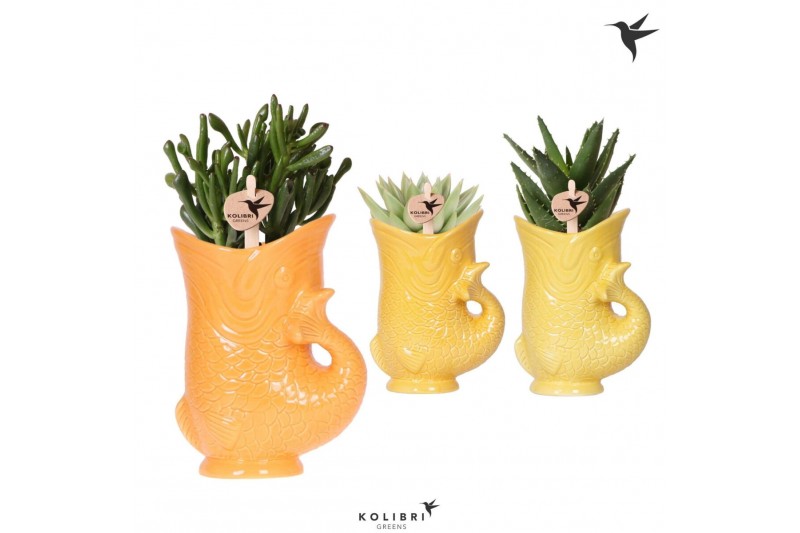 Succulenten mix Kolibri Greens Succulenten mix in Fish pot yellow mix1 