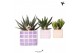 Succulenten mix Kolibri Greens Succulenten mix in Mosa pot pink mix1 p 
