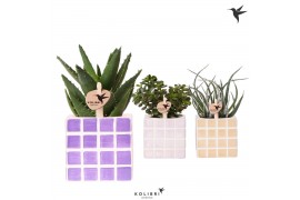 Succulenten mix Kolibri Greens Succulenten mix in Mosa pot pink mix1 p