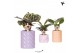 Calathea mix Kolibri Greens Calathea mix in Candy pot pink mix1 pp 
