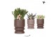 Succulenten mix Kolibri Greens Succulenten mix in Vintage pot mix1 pp 