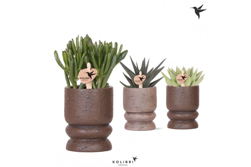 Succulenten mix Kolibri Greens Succulenten mix in Vintage pot mix1 pp 