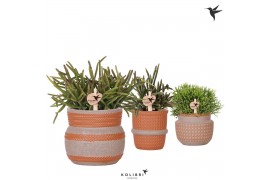 Rhipsalis mix Kolibri Greens Rhipsalis mix in Ethnic pot terracotta mi