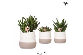 Succulenten mix Kolibri Greens Succulenten mix in Imperfect Bag pot1 p