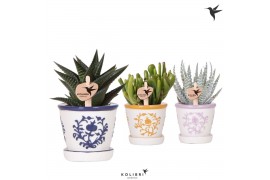 Succulenten mix Kolibri Greens Succulenten mix in Malaga pot mix1 pp