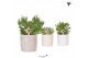 Succulenten mix Kolibri Greens Succulenten mix in Stones pot mix1 pp 