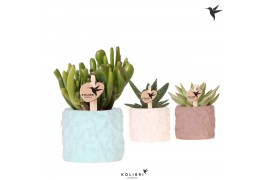 Succulenten mix Kolibri Greens Succulenten mix in Star Fish pot mix1 p