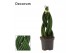 Sansevieria cylindrica Braid 6cm Decorum 