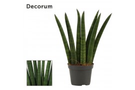 Sansevieria cylindrica Fan 6cm Decorum