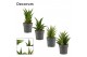 Sansevieria Crown mix 12cm Decorum 