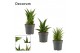 Sansevieria Crown mix 12cm Decorum 