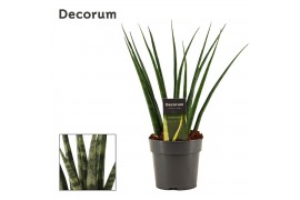 Sansevieria fernwood 12cm Decorum