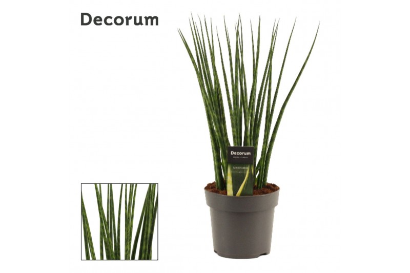 Sansevieria fernwood 14cm Decorum 