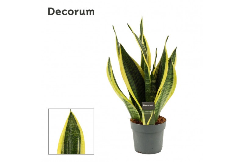 Sansevieria trifasciata futura superba 14cm Decorum 