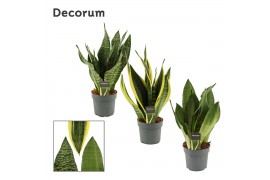 Sansevieria trifasciata Mix 14cm Decorum