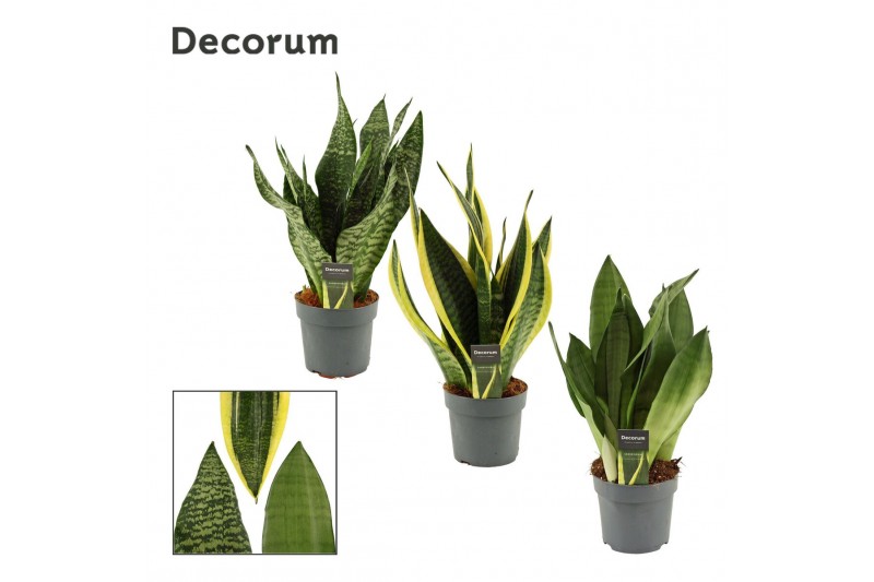 Sansevieria trifasciata Mix 14cm Decorum 