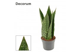 Sansevieria Jamaiquina Queen 9cm Decorum