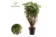 Polycias fruticosa Polyscias Parsley Bonsai 1 pp 