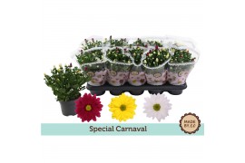 Chrysanthemum ind. mix Chrysant Carnaval3 pp