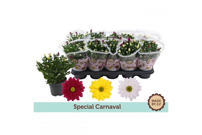 Chrysanthemum ind. mix Chrysant Carnaval3 pp 