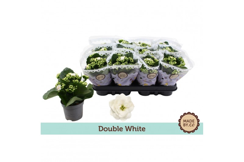 Kalanchoe bloss. menzel Kalanchoë Double Whitepp 