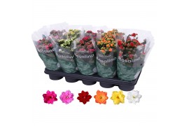 Kalanchoe rosalina mix