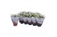 Kalanchoe blossfeldiana rosalina don cedro Royale Dione wit 