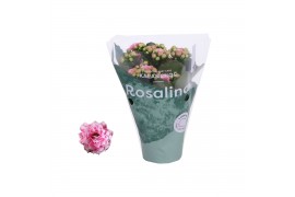 Kalanchoe rosalina roze Don Alano wit/roze