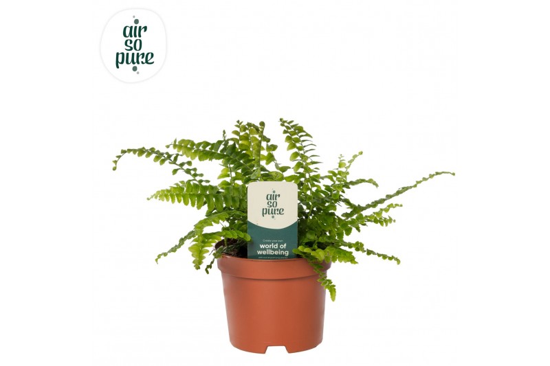Nephrolepis exaltata green lady Air So Pure 