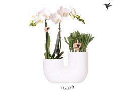 Arrangementen phalaenopsis multiflora Kolibri Orchids Phalaenopsis Whi