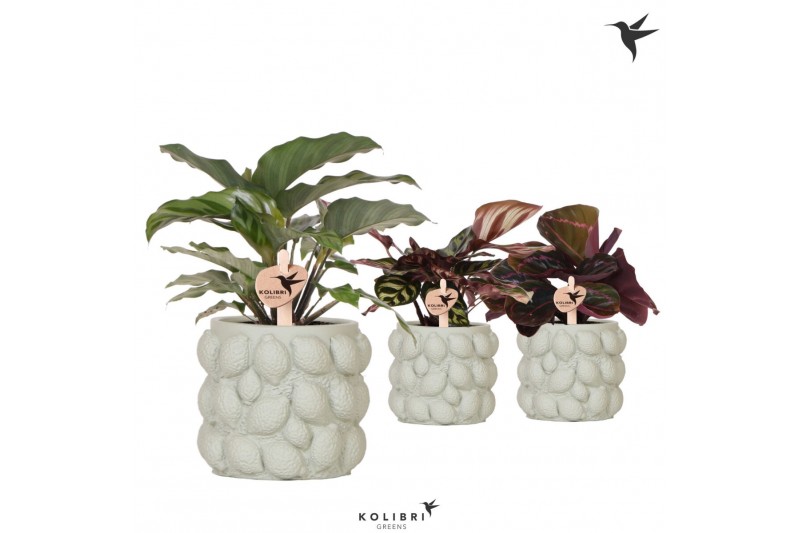 Calathea mix Kolibri Greens Calathea mix in Citrus pot green1 pp 