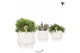 Rhipsalis mix Kolibri Greens Rhipsalis mix in Owl pot white1 pp 
