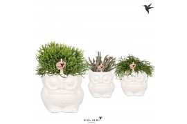 Rhipsalis mix Kolibri Greens Rhipsalis mix in Owl pot white1 pp
