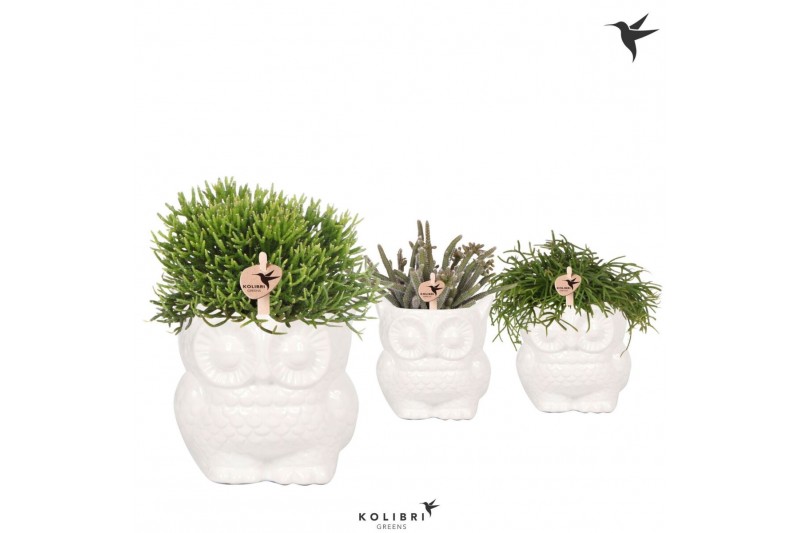 Rhipsalis mix Kolibri Greens Rhipsalis mix in Owl pot white1 pp 