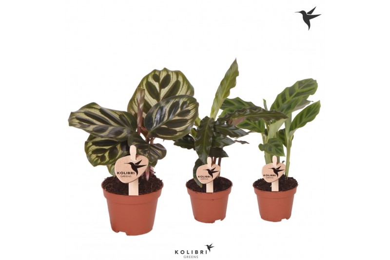 Calathea mix Kolibri Greens Calathea mix1 pp 