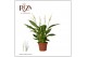 Spathiphyllum torelli 3+ - Zonder Hoes 